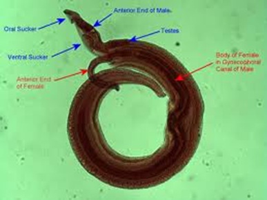 schistosoma1