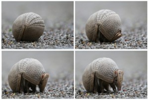 A three-band armadillo comes out of its football-like defensive position at the zoo in Rio de Janeiro, Brazil. Photograph: Marcelo Sayao/EPA