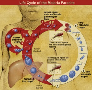 Image source - http://www.niaid.nih.gov/SiteCollectionImages/topics/malaria/lifecycleWeb.jpg