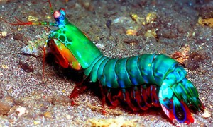 Image source:  http://cdn.fiboni.com/wp-content/uploads/2013/04/mantis-shrimp.jpg