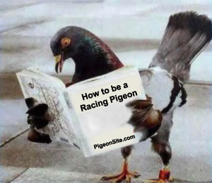 pigeon-school