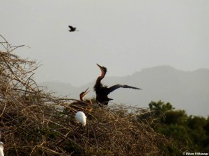 Purple Heron - ©Dilani Vithanage
