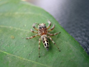 Salticidae කුළයට අයත් පිනුම් මකුළුවෙක් (A jumping spider)