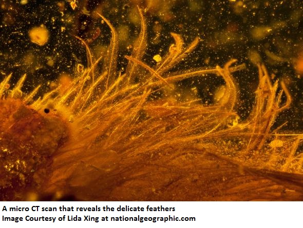 a-micro-ct-scan-reveals-the-delicate-feathers-that-cover-the-dinosaur-tail
