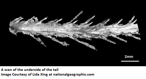 a-scan-of-the-underside-of-the-tail-shows-the-feather-arrangement