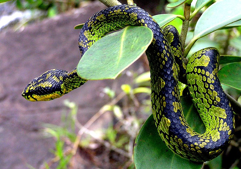 Sri Lankan Green Pit Viper
