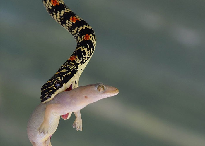 Sri Lankan Flying Snake
