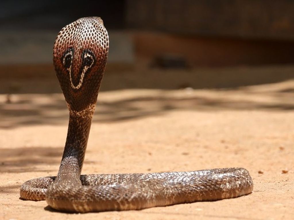 Indian Cobra Snake