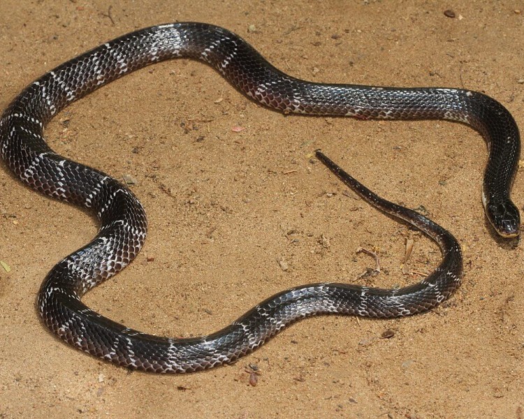 Indian Krait Snake