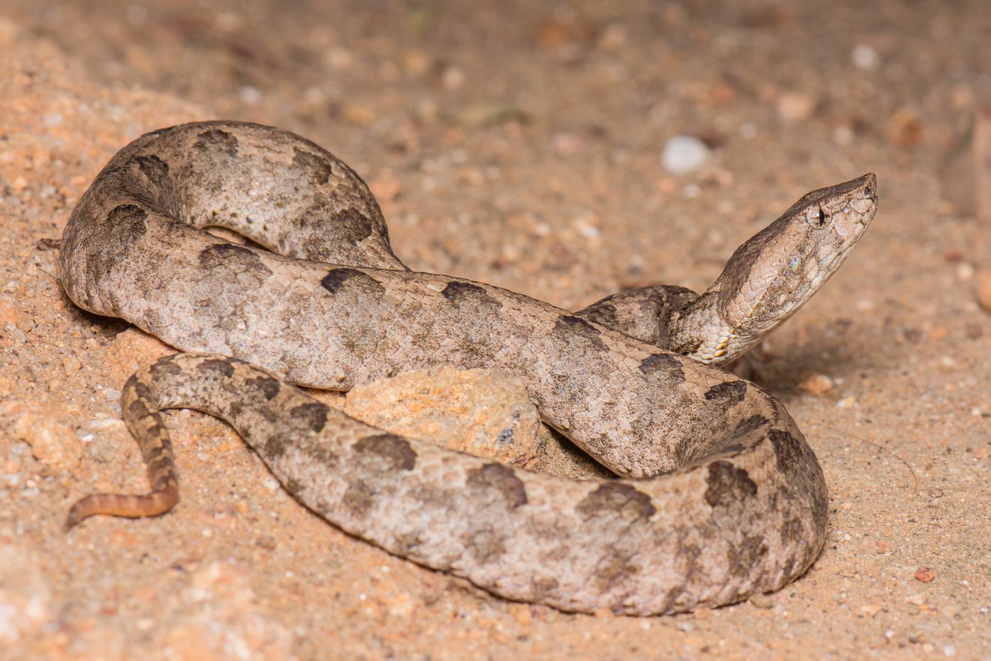 A Hypnale zara snake in its resting position.