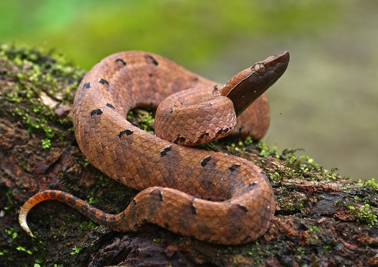 Merrem's Hump-Nosed Viper Snake