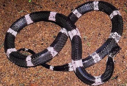 Sri Lankan Krait Snake