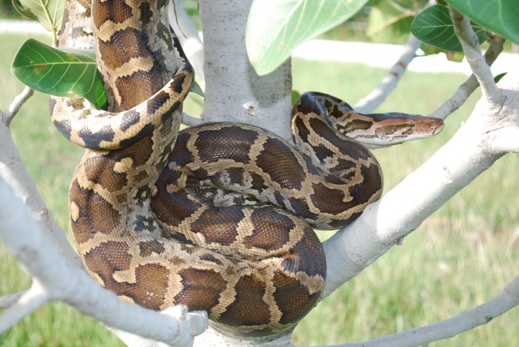 The Indian Rock Python