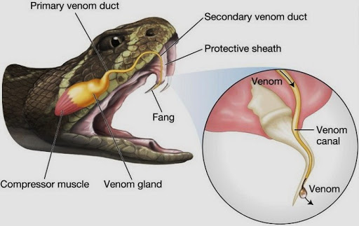 Venom ejecting from glands of a snake 