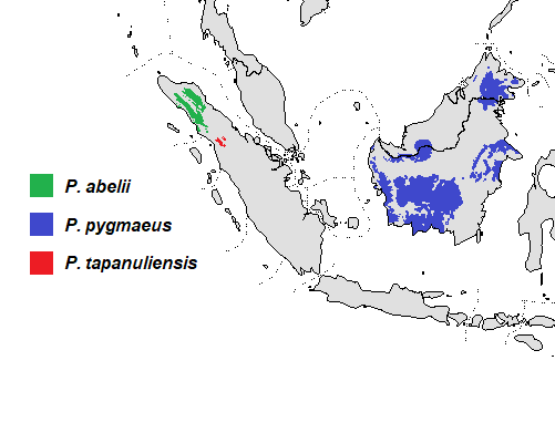 Spread of the three main species of orangutans found in the wild.
