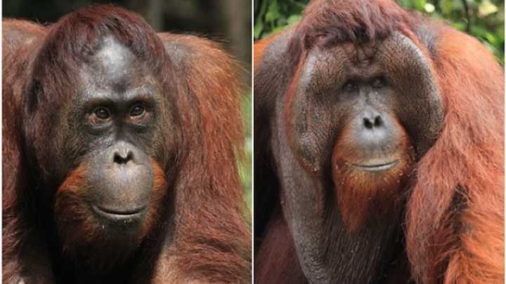 The difference between flanged (right) male and unflanged (left) male orangutans.