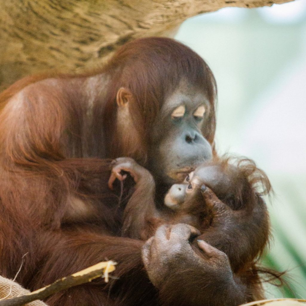 A female orangutan and her infant.