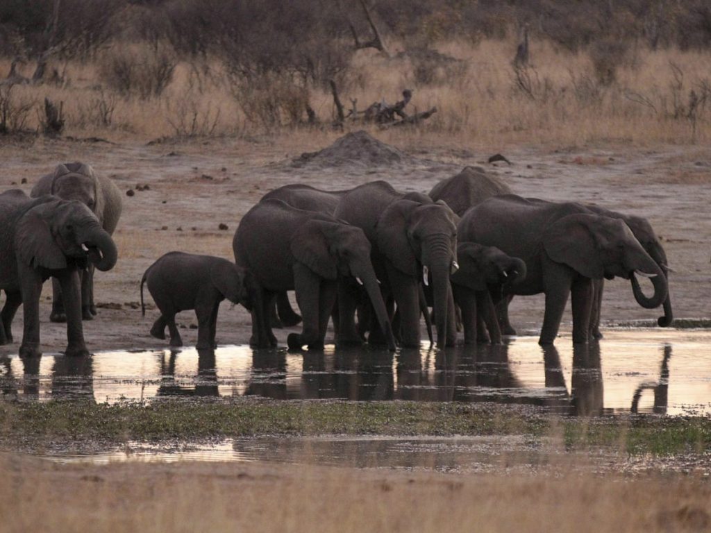 A herd of African elephants drinking water.