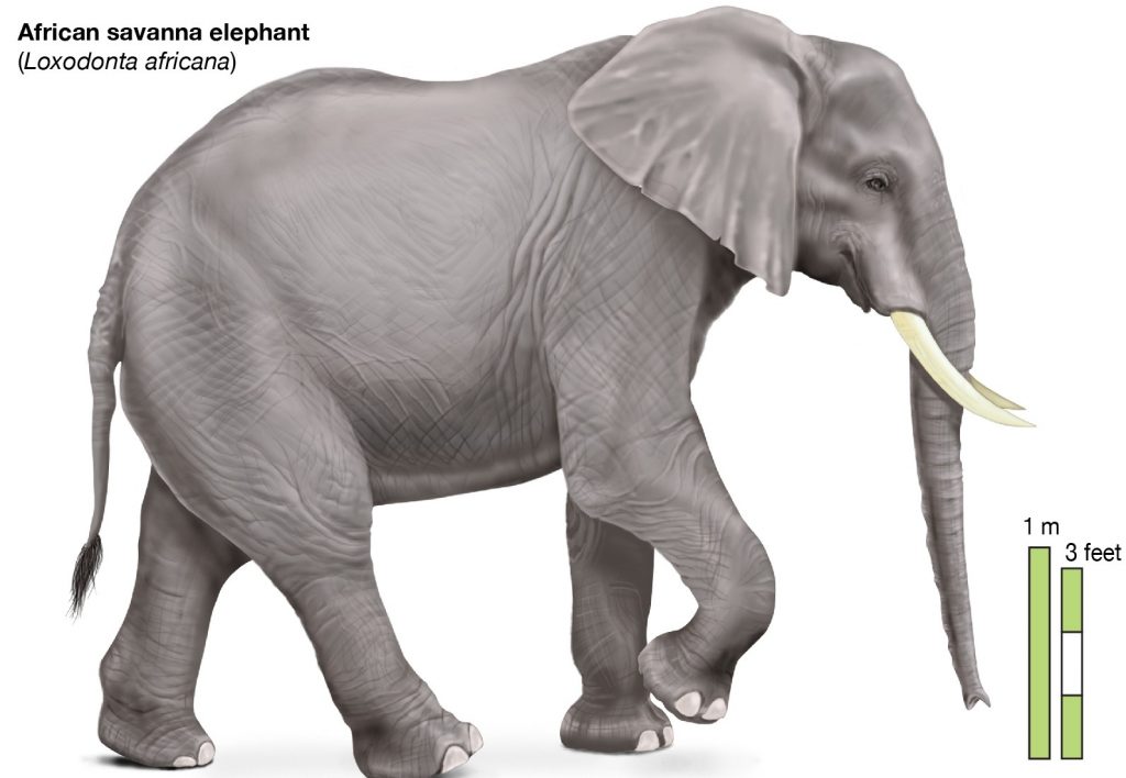 African-savanna-elephant.