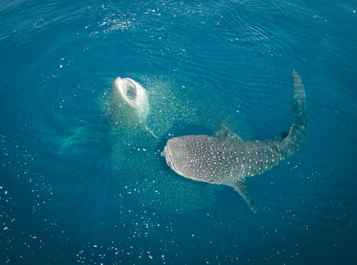 Whale Sharks feeding on plankton.