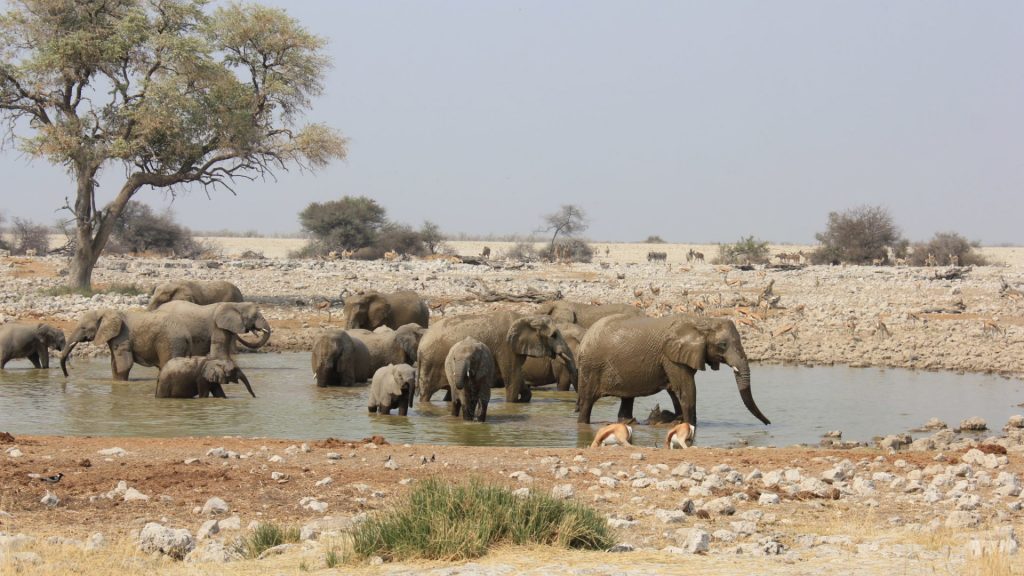 African Elephants at a water hole. 