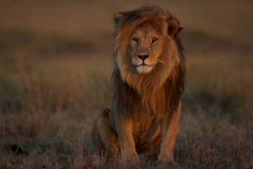 Lion Title Image