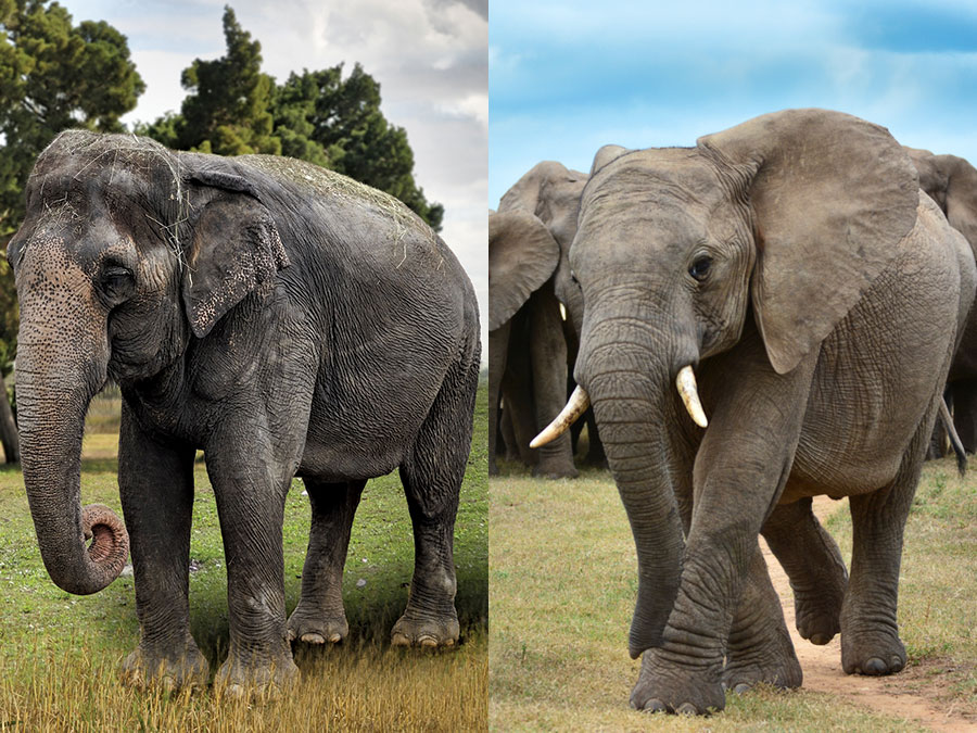 An Asian elephant (left) and an African elephant (right).