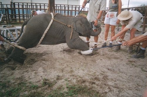 Baby elephant training at a circus.