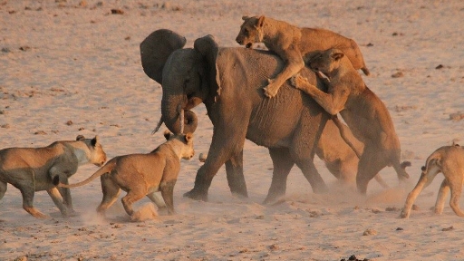 An African elephant getting attacked by a pride of lions.
