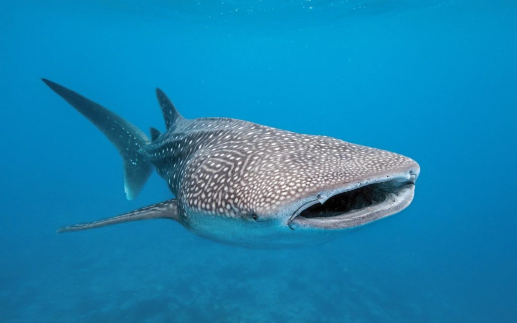 A Whale Shark showing spots and stripes arranged on its dorsal surface resembling a checkerboard pattern.