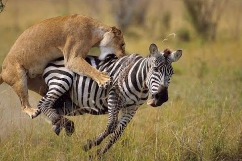 A hungry lioness feasting on a zebra.