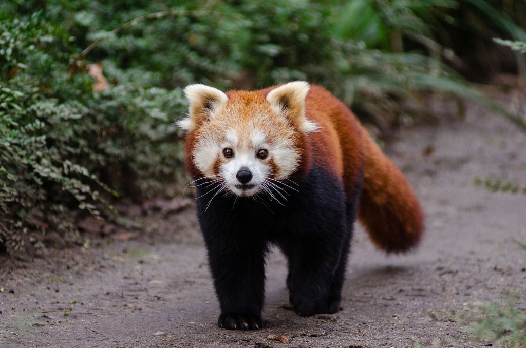 Red Panda characterized by its Reddish-brown fur coat and blackish underneath.