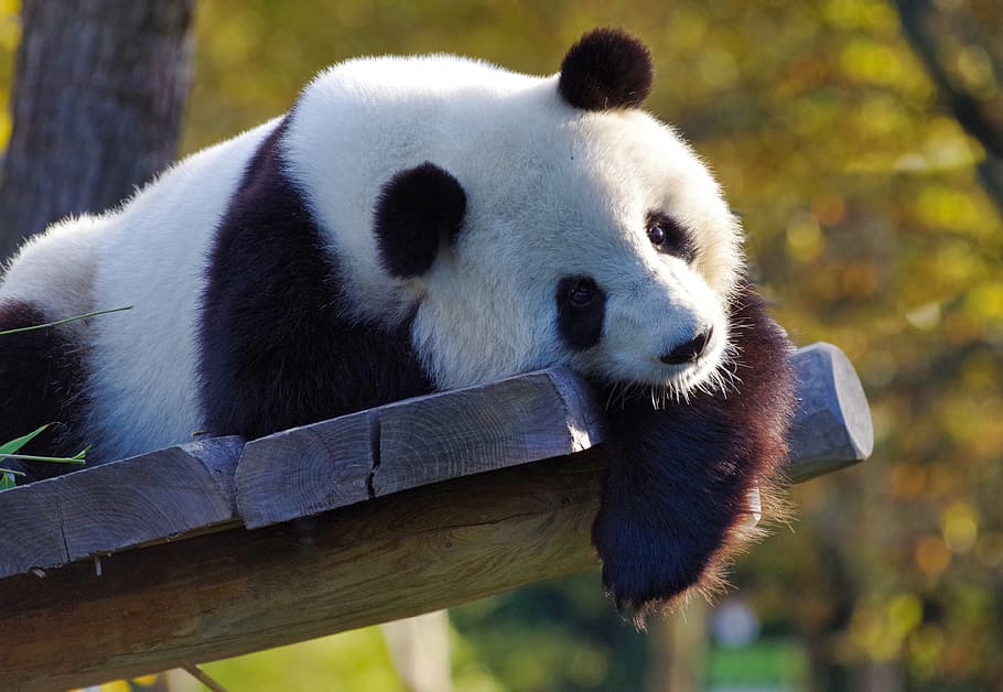 Giant Panda with its distinct Black and White colored coat.