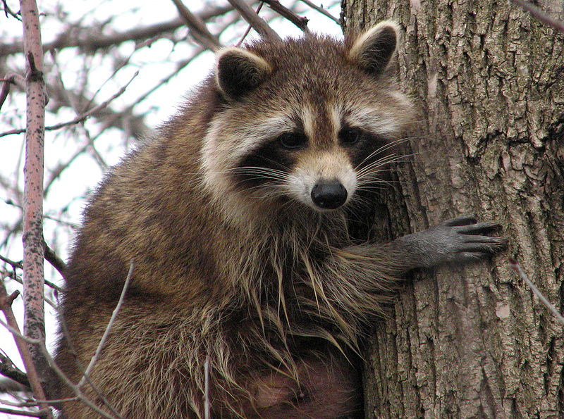 Raccoon bears grayish coat with dexterous front paws.