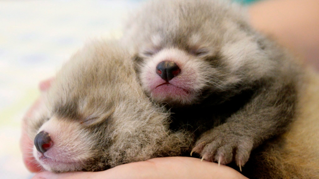 New-born Red Panda offsprings