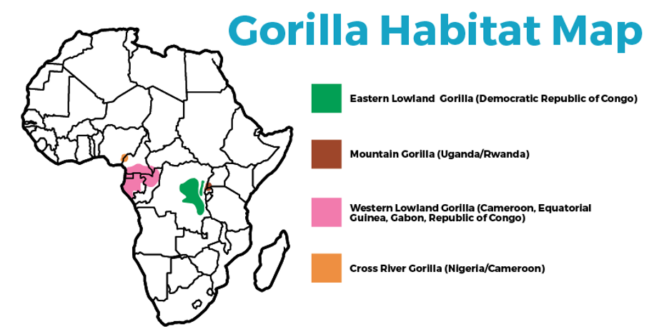 Distribution of gorillas in Africa