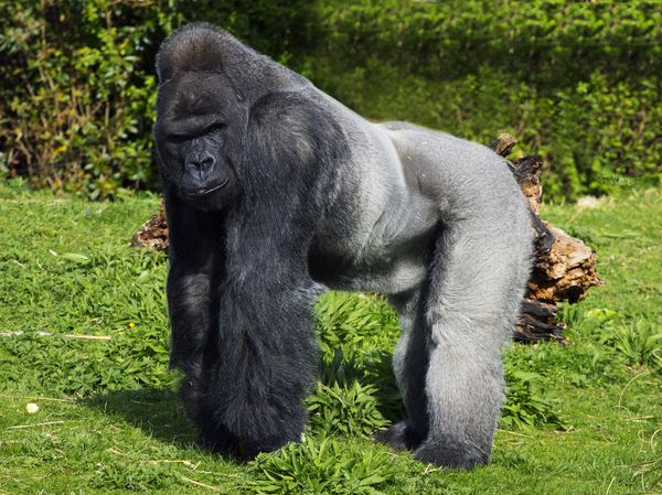Silverback standing in its position.