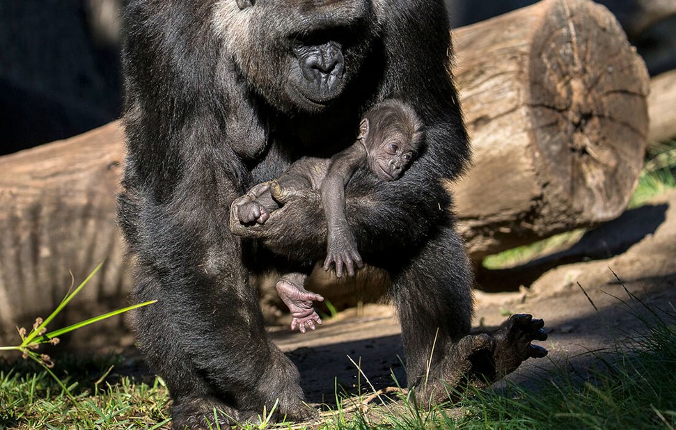 Mother gorilla is carrying its baby gorilla as it is too small and can’t walk on its feet.
