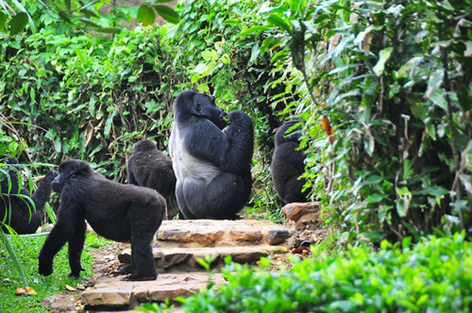 A troop of gorillas conserved in a national park carrying on their routine activities.