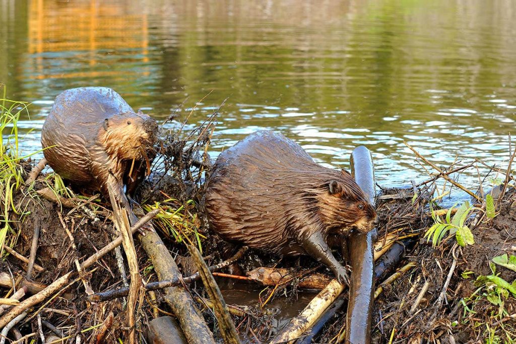 Beavers living on banks of rivers.