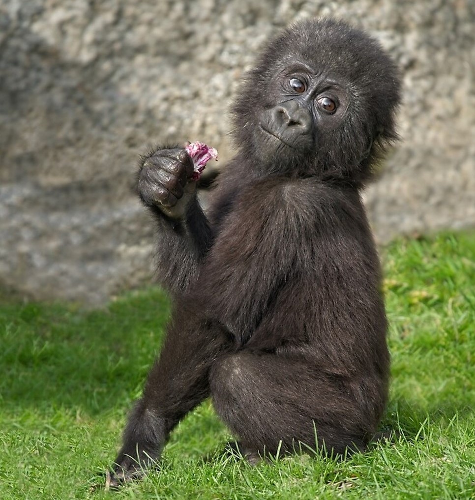 Baby gorillas are raised in captive environment. 