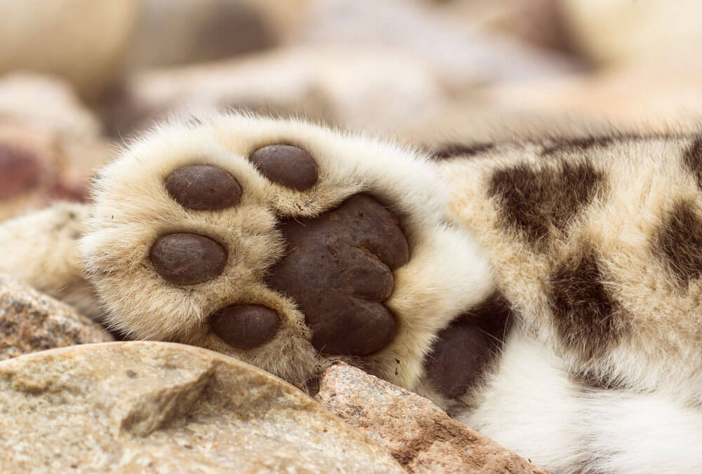 Fur-covered foot of Snow Leopard.