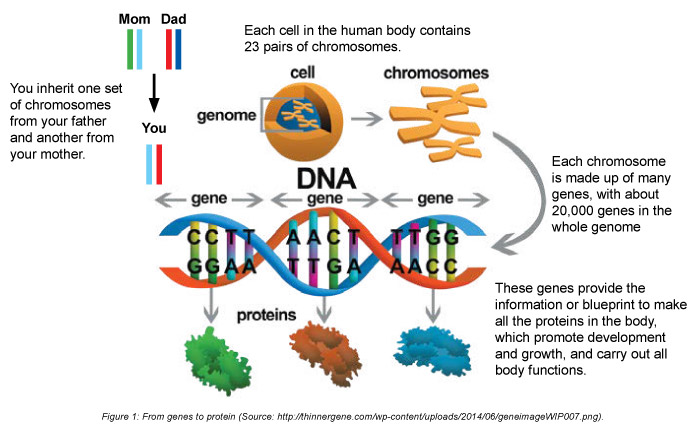 From DNA to protein functions.