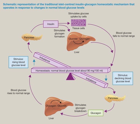 Insulin-glucagon homeostatic mechanism under normal blood sugar levels.