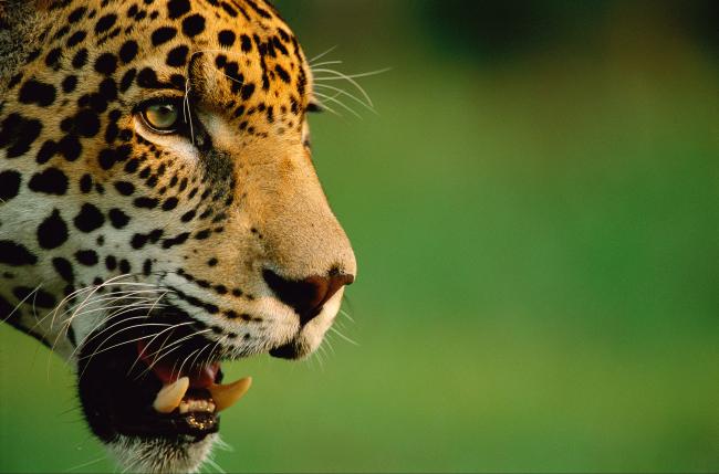 Jaguars have powerful jaws.