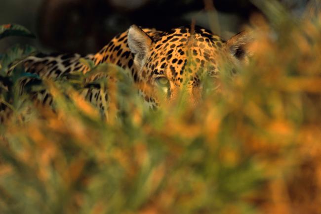 Jaguars during hunting.