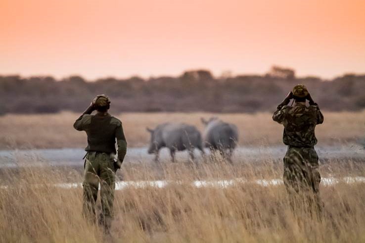 Rangers observing buffaloes’ behavior.