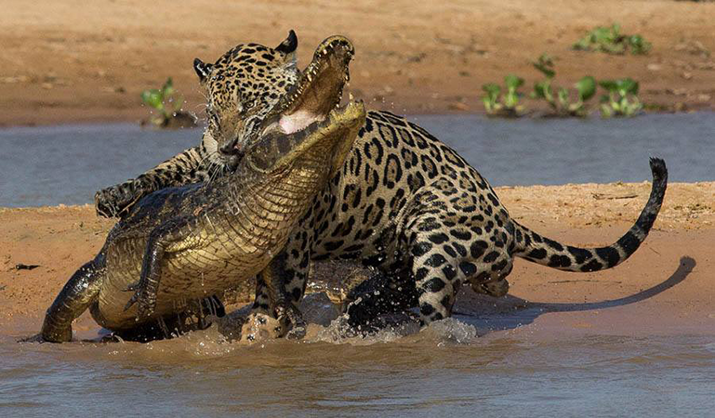 jaguars hunting down a crocodile in a water body