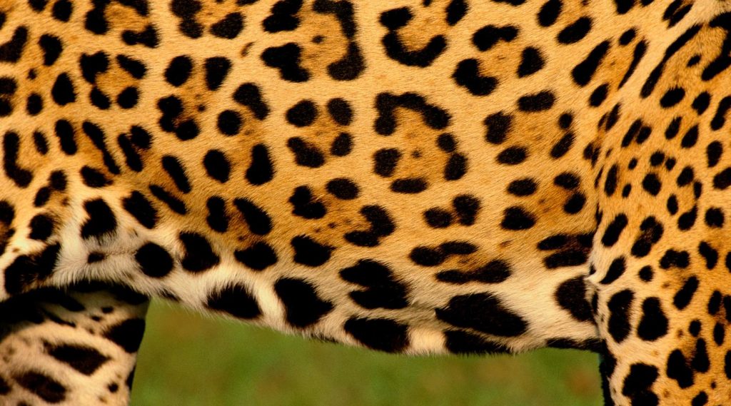 Rosette-like patterns in skin of jaguars