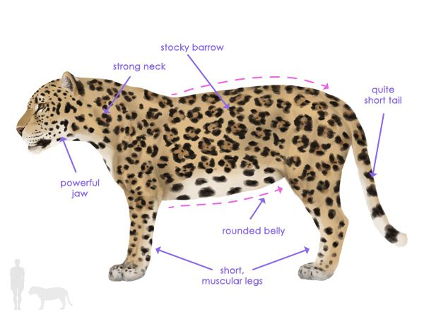 Basic anatomical features of jaguars